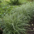 Laîche Del Japón (Carex morrowii) 'Ice Dance'