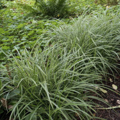 Laîche Del Japón (Carex morrowii) 'Ice Dance'