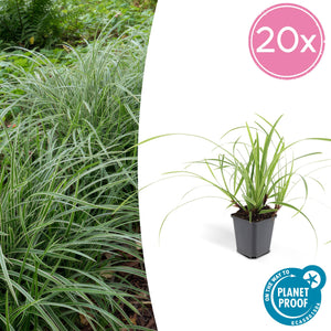 Livraison plante Carex laîche morrowii 'Ice Dance'