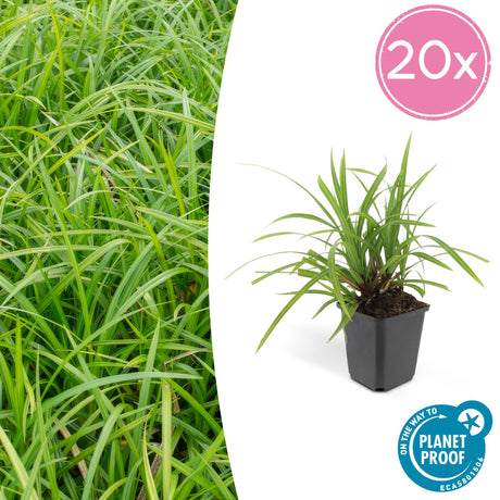 Livraison plante Carex laîche morrowii 'Irish Green'