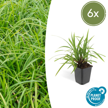 Livraison plante Carex laîche morrowii 'Irish Green'