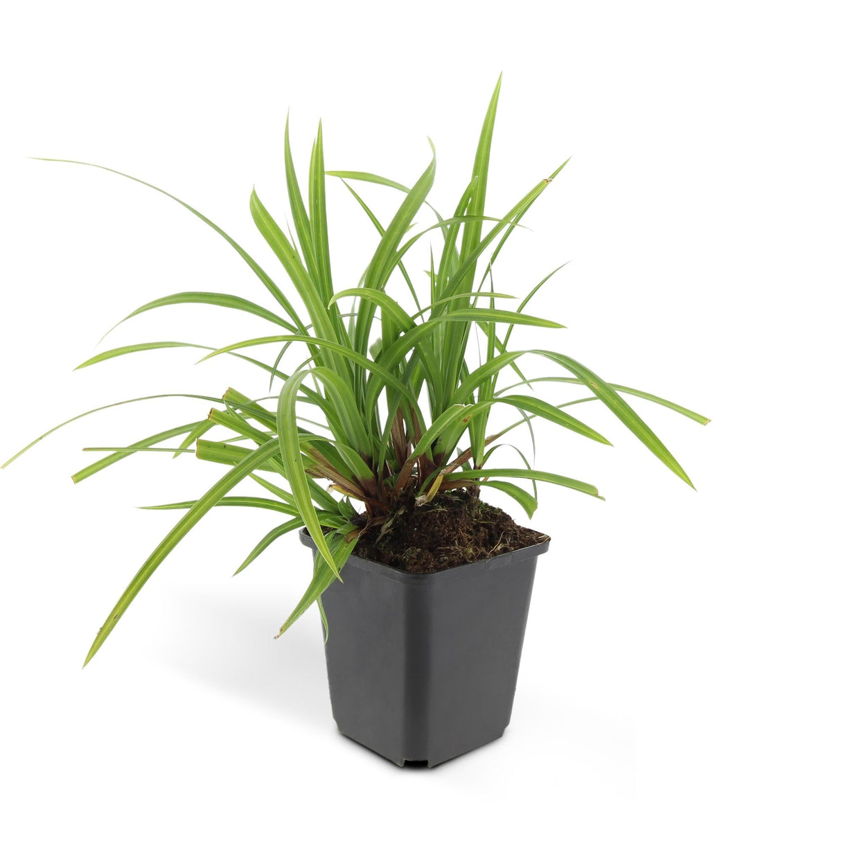 Livraison plante Carex laîche morrowii 'Irish Green'