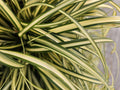 Junco De Oshima (Carex oshimensis) 'Evergold'