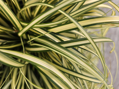 Junco De Oshima (Carex oshimensis) 'Evergold'