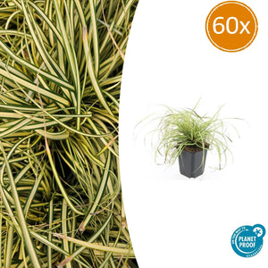 Livraison plante Carex laîche oshim. 'Evergold'