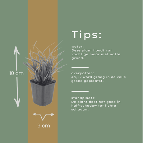 Livraison plante Carex morrowii