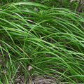 Laîche Del Japón (Carex morrowii) 'Carex Morrowii'