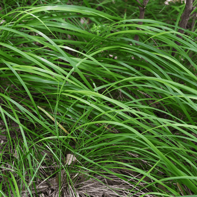 Laîche Del Japón (Carex morrowii) 'Carex Morrowii'