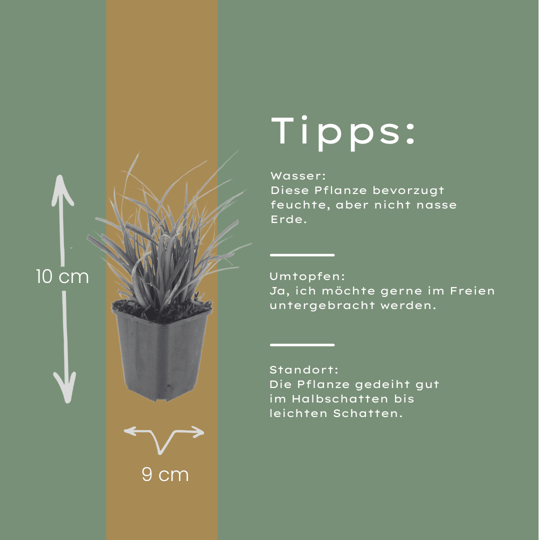 Livraison plante Carex morrowii