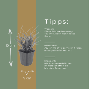 Livraison plante Carex morrowii