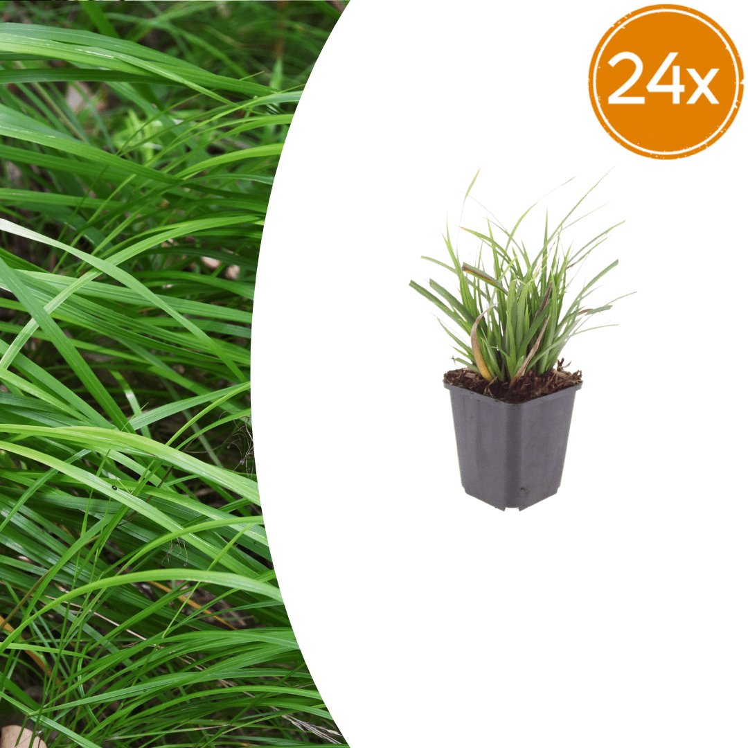 Livraison plante Carex morrowii