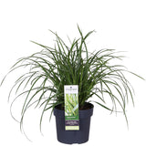 Livraison plante Carex morrowii 'Ice Dance'