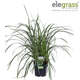 Livraison plante Carex morrowii 'Ice Dance'