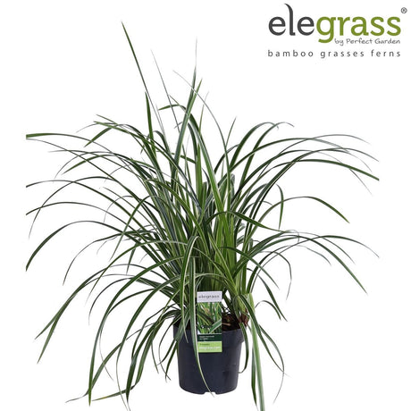 Livraison plante Carex morrowii 'Ice Dance'