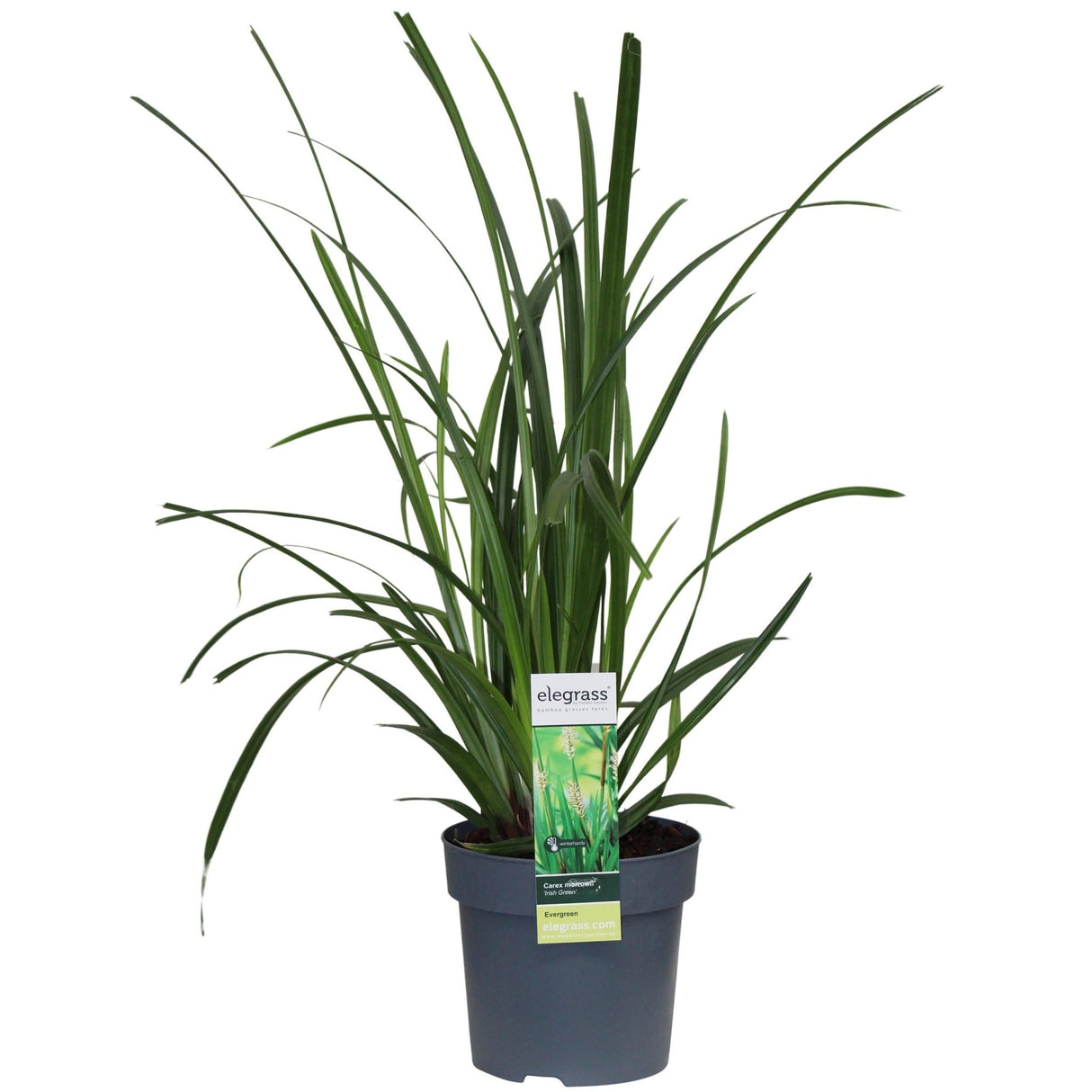 Livraison plante Carex morrowii 'Irish Green'