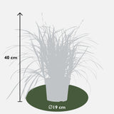 Livraison plante Carex Morrowii 'Irish Green' - ↨40cm - Ø19 - graminées - plante d'extérieur