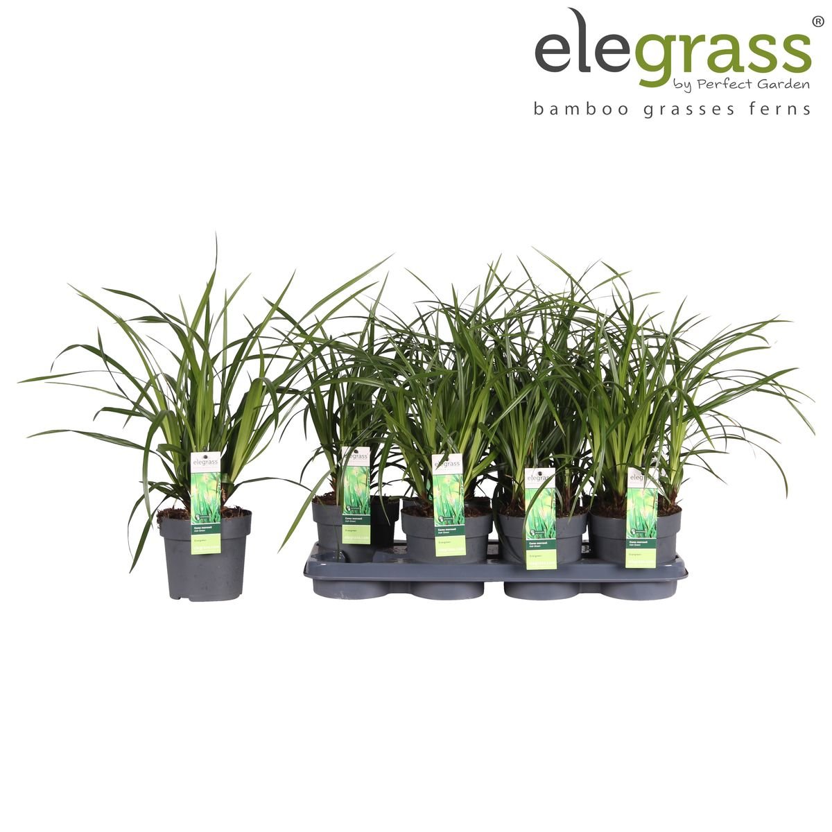 Livraison plante Carex morrowii 'Irish Green'