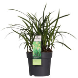 Livraison plante Carex morrowii 'Irish Green' - Lot de 3