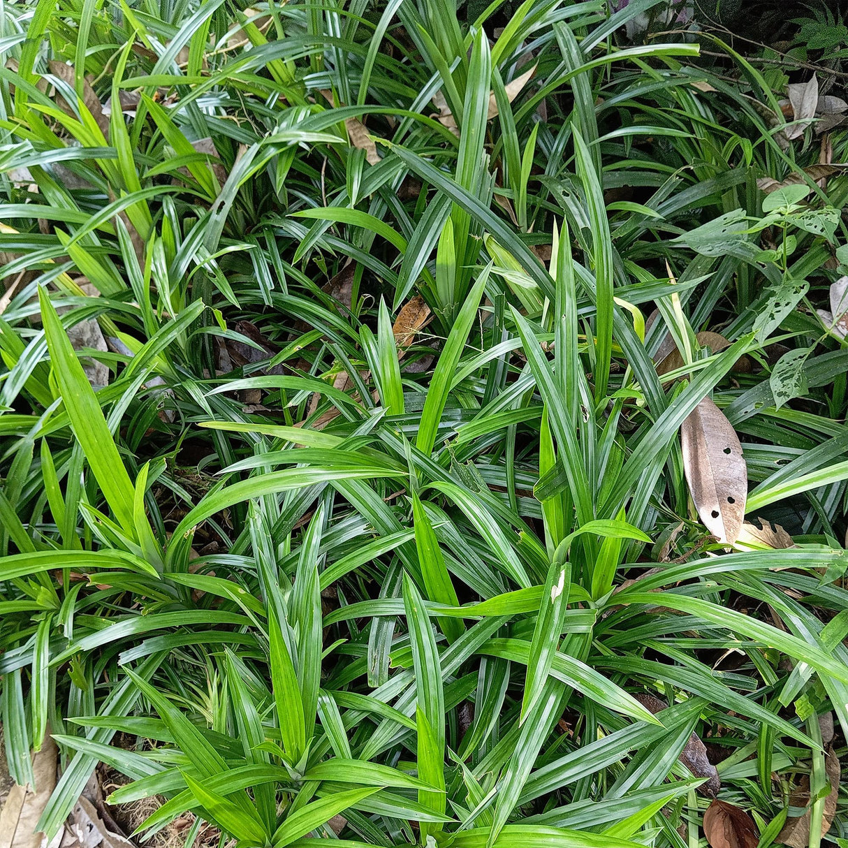 Livraison plante Carex morrowii Irish Green – Pot 17 cm – Hauteur 50 cm