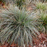 Livraison plante Carex oshimensis Everest – Pot 17 cm – Hauteur 50 cm