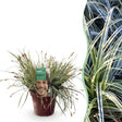 Livraison plante Carex oshimensis Everest – Pot 17 cm – Hauteur 50 cm