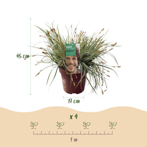 Livraison plante Carex oshimensis Everest – Pot 17 cm – Hauteur 50 cm