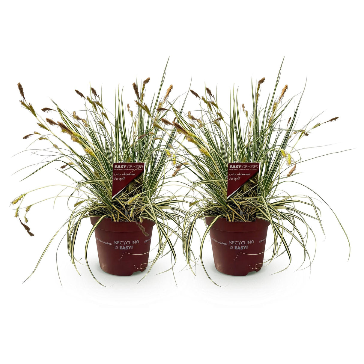 Livraison plante Carex oshimensis Evergold – Lot de 2 – Pot 17 cm – Hauteur 50 cm