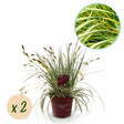 Livraison plante Carex oshimensis Evergold – Lot de 2 – Pot 17 cm – Hauteur 50 cm