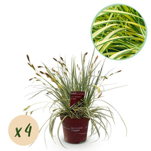 Livraison plante Carex oshimensis Evergold – Lot de 4 – Hauteur 50 cm
