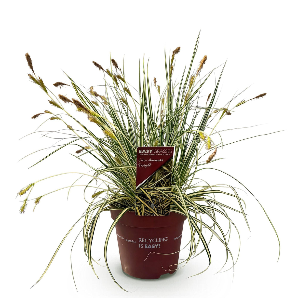 Livraison plante Carex oshimensis Evergold – Pot 17 cm – Hauteur 50 cm