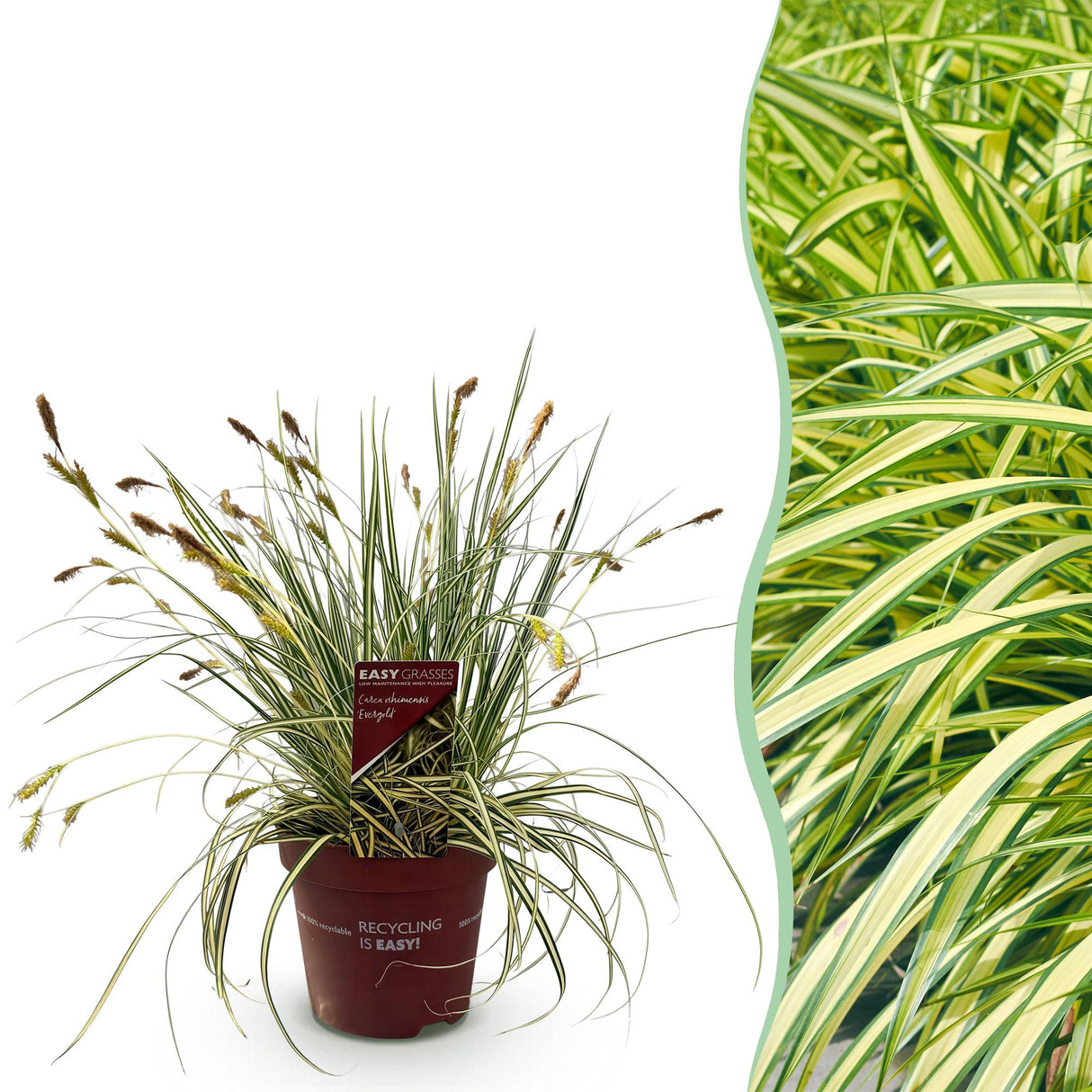 Livraison plante Carex oshimensis Evergold – Pot 17 cm – Hauteur 50 cm