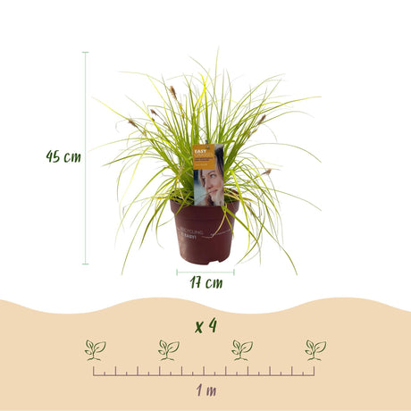 Livraison plante Carex oshimensis Everillo – Pot 17 cm – Hauteur 50 cm