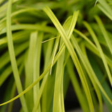 Livraison plante Carex oshimensis Everillo – Pot 17 cm – Hauteur 50 cm