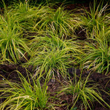 Livraison plante Carex oshimensis Everillo – Pot 17 cm – Hauteur 50 cm