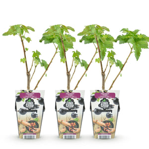Livraison plante Cassis Titania – Lot de 3 – Pot 9 cm