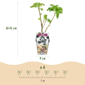 Livraison plante Cassis Titania – Lot de 3 – Pot 9 cm