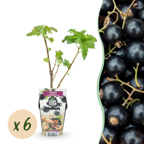 Livraison plante Cassis Titania – Lot de 6 – Pot 9 cm