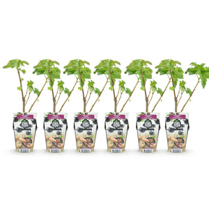 Livraison plante Cassis Titania – Lot de 6 – Pot 9 cm