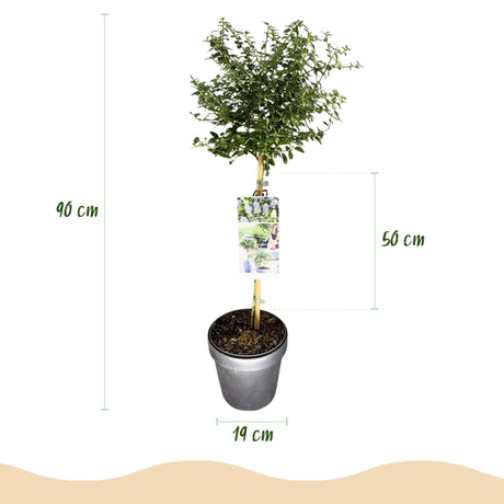 Livraison plante Ceanothus thyrsiflorus Repens – Pot 19 cm – Hauteur 90 cm