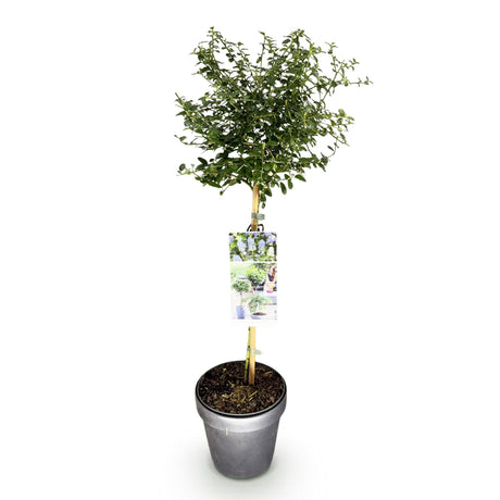 Livraison plante Ceanothus thyrsiflorus Repens – Pot 19 cm – Hauteur 90 cm