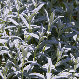 Livraison plante Céraiste tomenteux