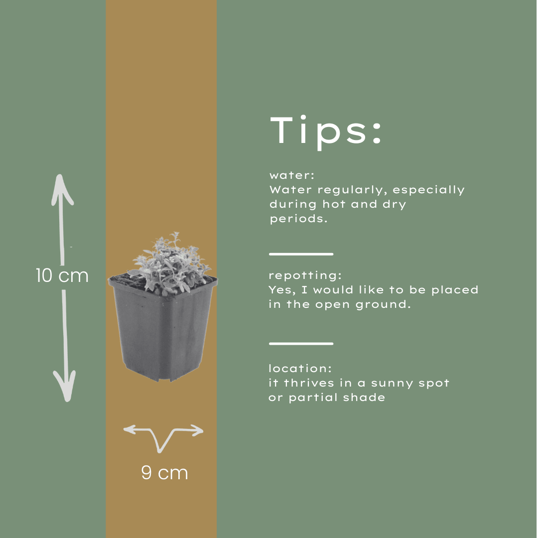 Livraison plante Céraiste tomenteux