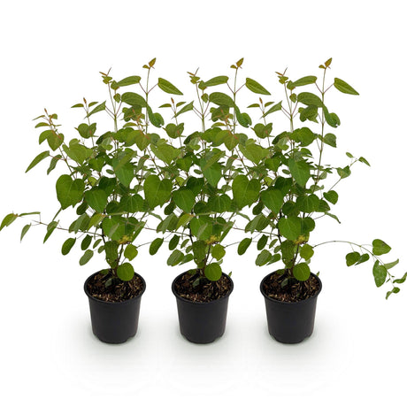 Livraison plante Cercidiphyllum japonicum – Lot de 3 – Pot 12 cm