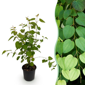 Livraison plante Cercidiphyllum japonicum – Pot 12 cm – Hauteur 35 cm