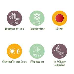 Livraison plante Cercidiphyllum japonicum – Pot 12 cm – Hauteur 35 cm