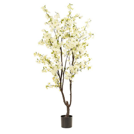 Livraison plante Cerisier artificiel blanc