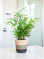 Livraison plante Chamadorea Elegans et son pot