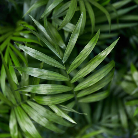 Livraison plante Chamaedorea elegans