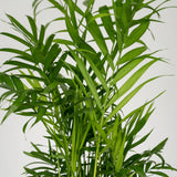 Livraison plante Chamaedorea Elegans - Lot de 2