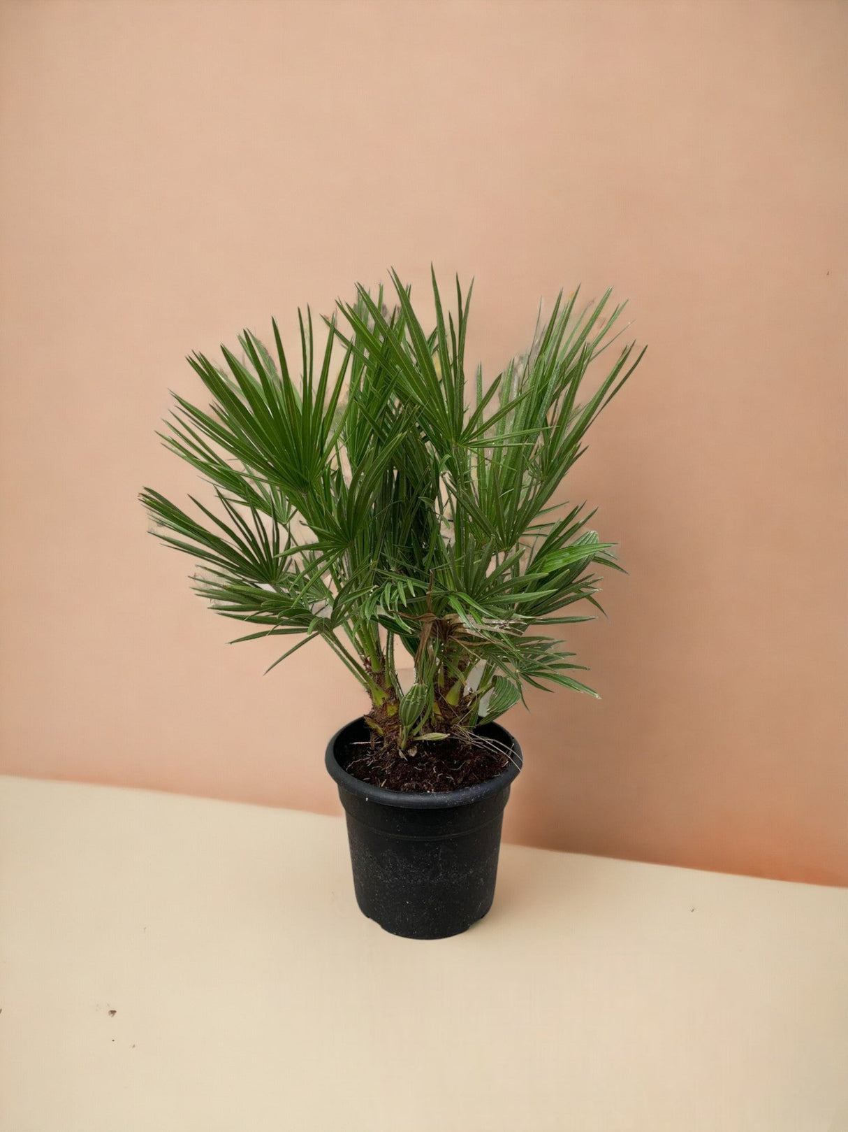 Livraison plante Chamaerops Humilis